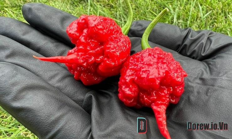 Những món ăn có thể gây chết người