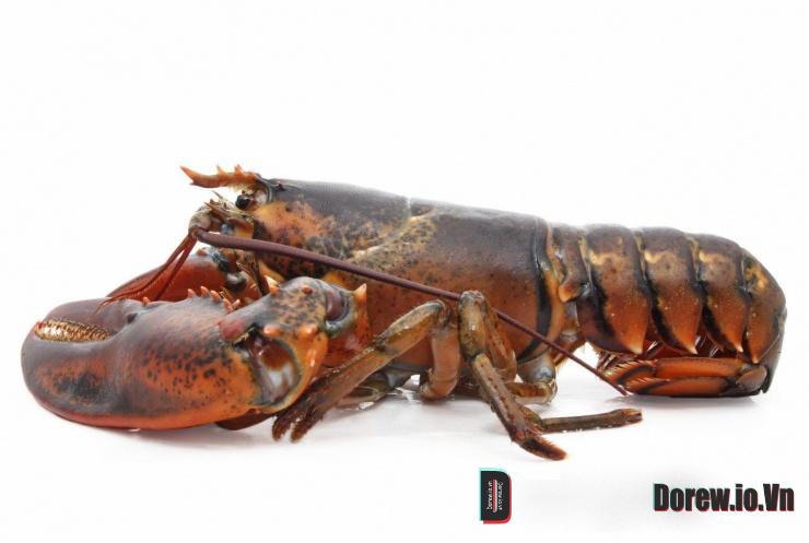Tôm hùm 