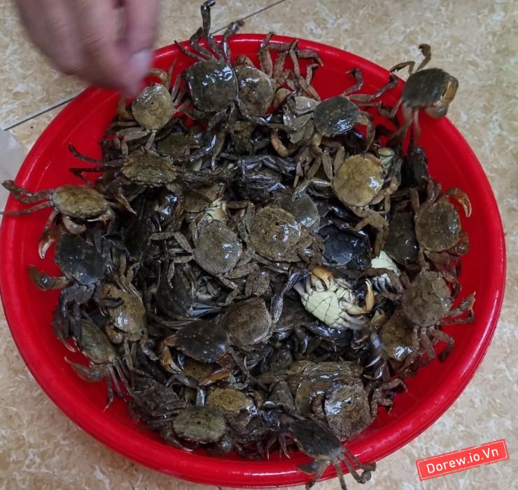 Rạm tự nhiên