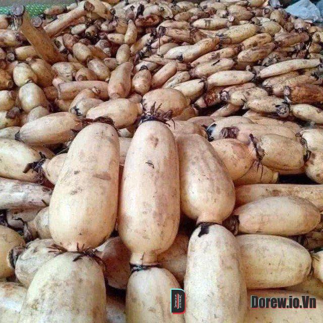 Củ sen tươi rói