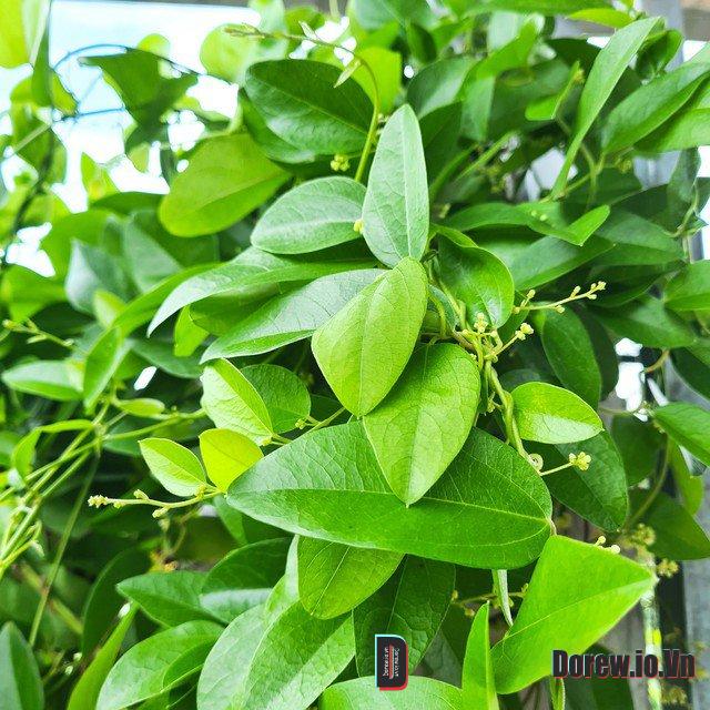 Sương Sâm 1