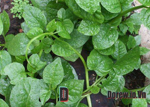 Mồng tơi xào tỏi 1