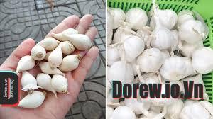 Ngâm tỏi trong nước nóng