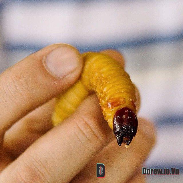 Chontacuro 3