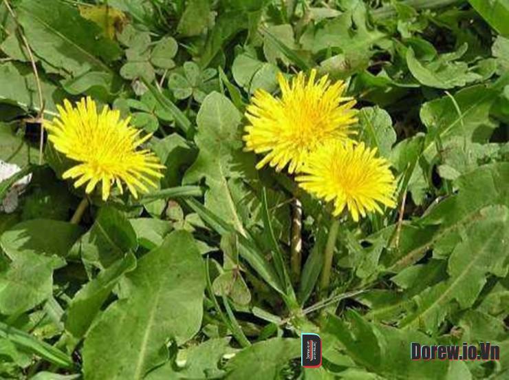 Rau bồ công anh mọc um tùm như cỏ dại ở nước ta.