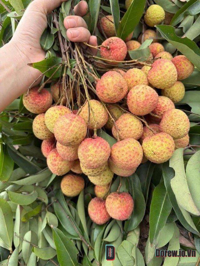 Vải Thiều Giá Rẻ 1