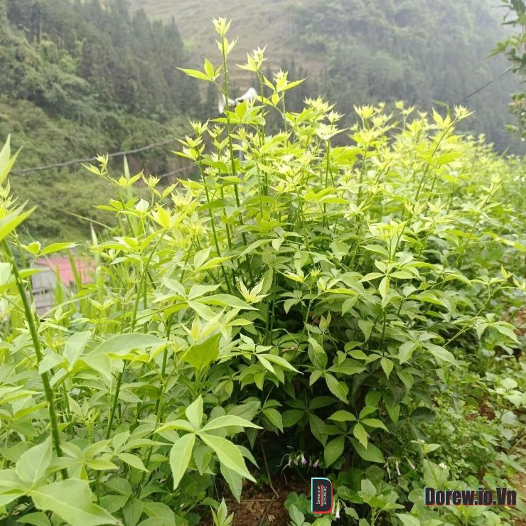 Cây ngũ gia bì hương dễ trồng, dễ chăm