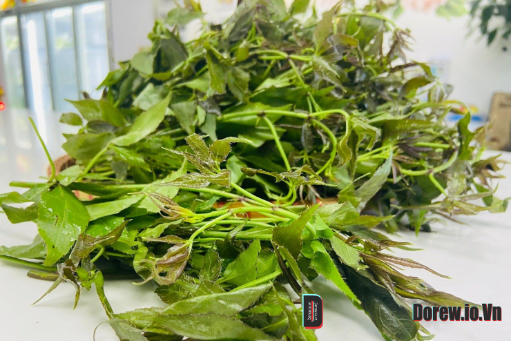 Rau ngũ gia bì hương ở vùng cao