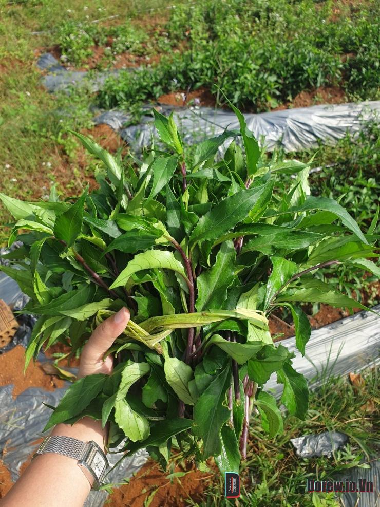 Rau bầu đất tím