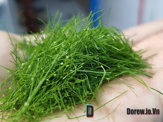 Lá chanh và món ăn Việt 1
