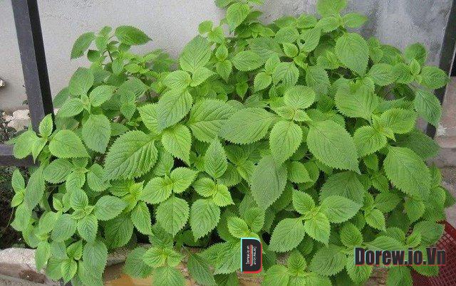 Kinh giới 2